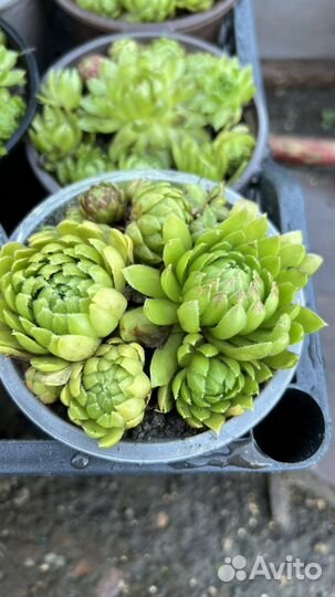 Молодило каменная роза