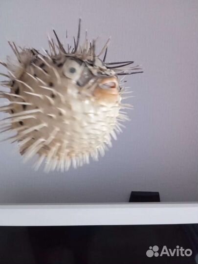 Чучело Рыбы Ёжа