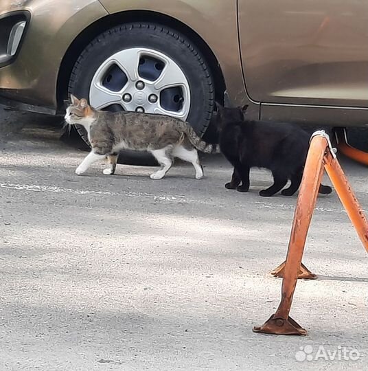 Кошечки ищут дом
