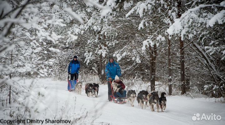 Катание на собачьих упряжках