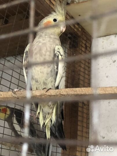 Попугай корелла