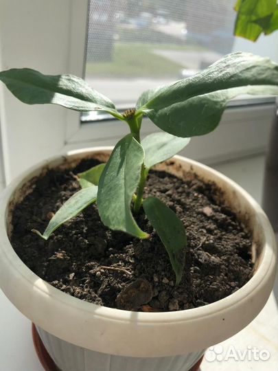 Комнатные цветы шефлера