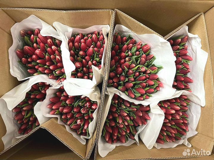 Тюльпаны оптом