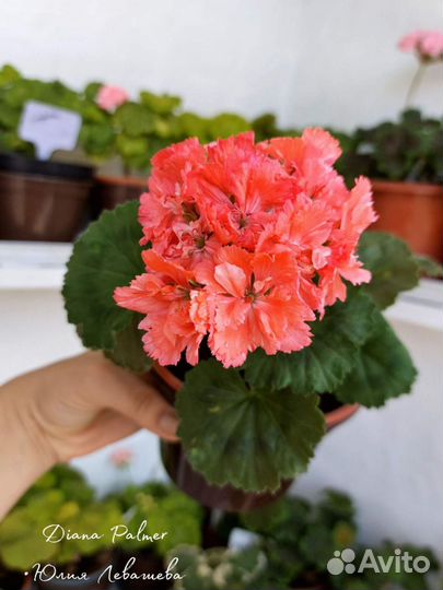 Пеларгония герань сортовая
