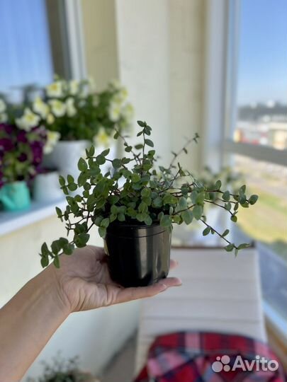 Традесканция мелколистная Коллизия