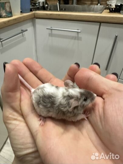 Мыши декоративные кудрявые (тексель)