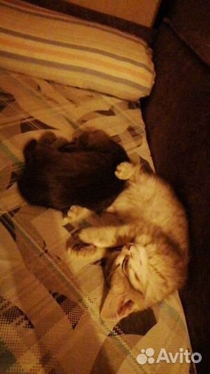 Котята мальчики