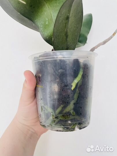 Орхидея Phal. Sogo Lawrence