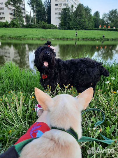 Русский черный терьер