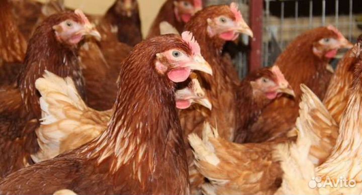 Куры молодки опт и розница