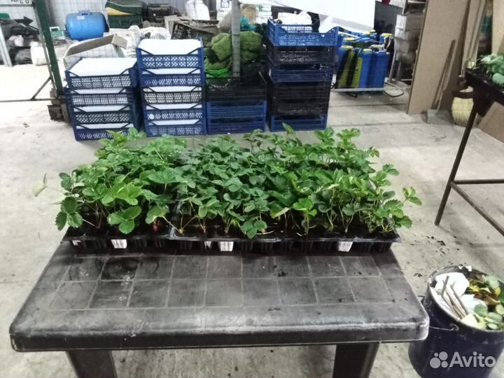 Рассада клубники предзаказ 2024 опт/розница