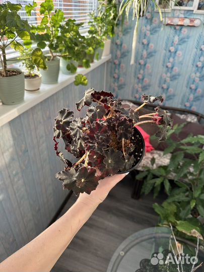 Бегония эписция