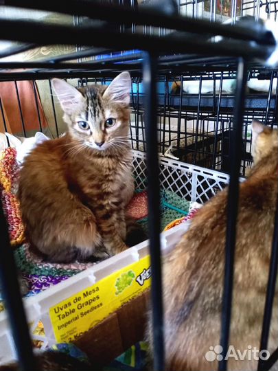 Котятки в добрые, заботливые руки