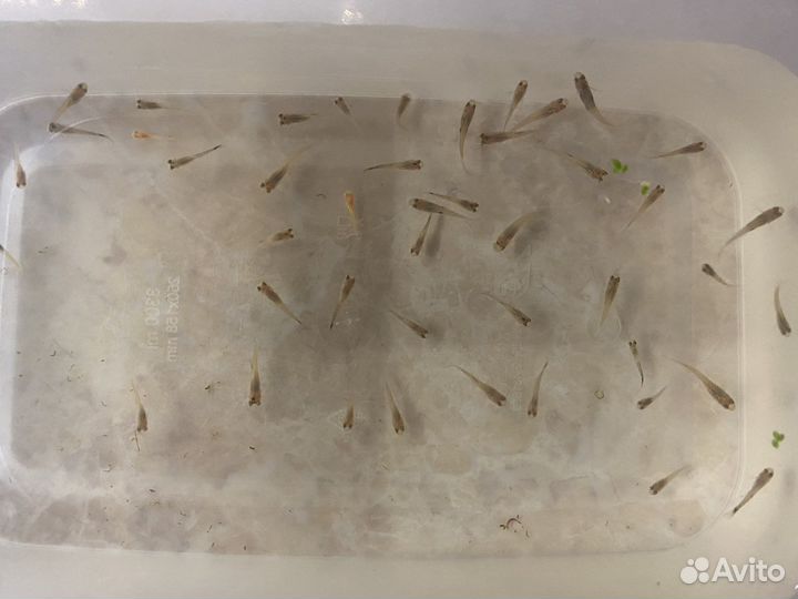 Аквариумные рыбки гуппи