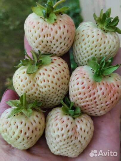 Клубника Бьянка Фрагола