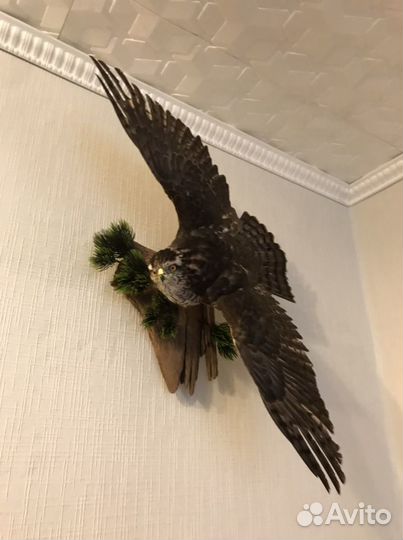 Чучело ястреба