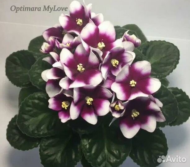 Детки сортовых фиалок