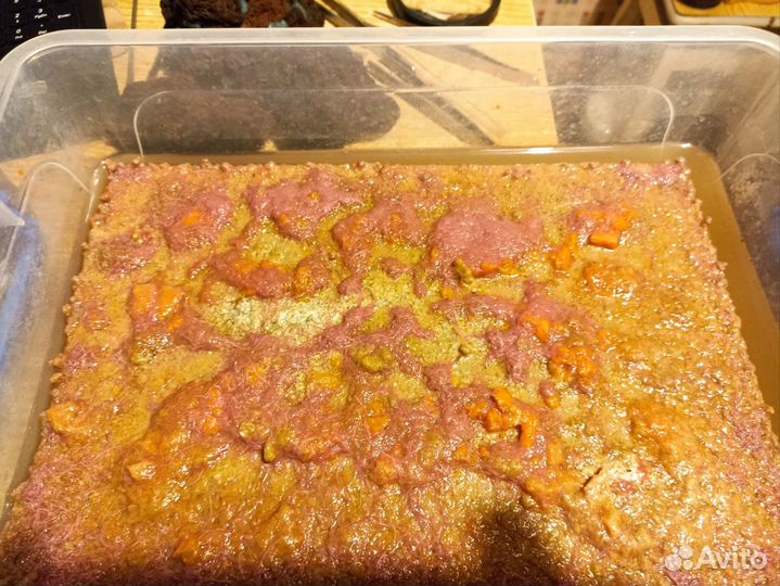 Аквариумные рыбки