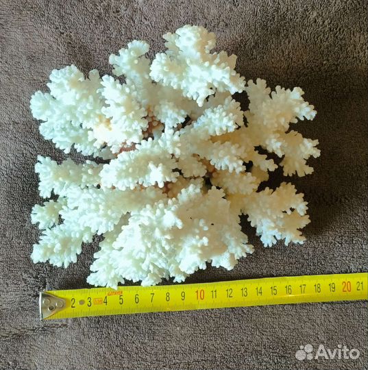 Морские кораллы