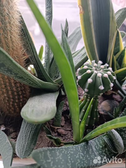 Комнатные растения