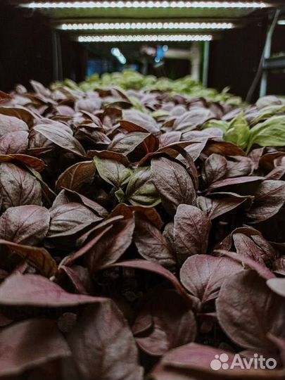 Запуск сити-фермы в твоём городе. Помощь