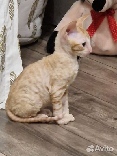 Котята корниш-рекс