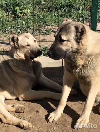 Аборигенный Гампр-Щенки Эксклюзив