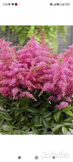 Многолетние цветы для сада