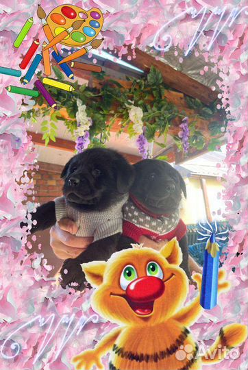 Лабрики щенки