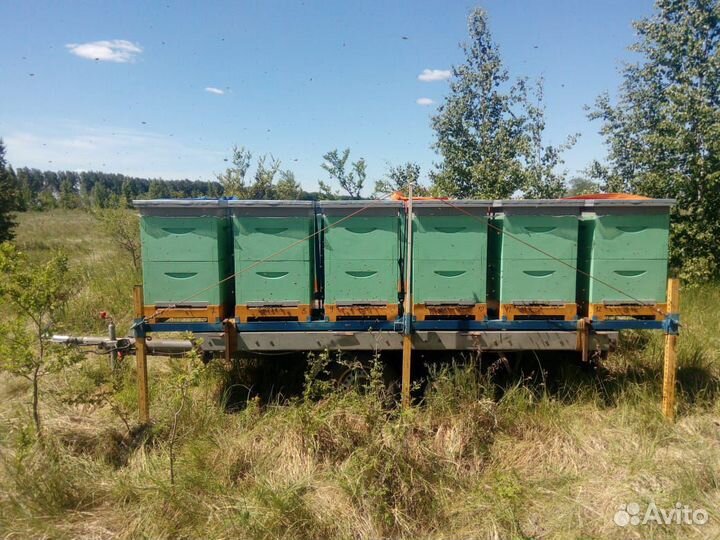 Ульи ппу Аргон на 6-8-10-12 рамок и мининуклеусы