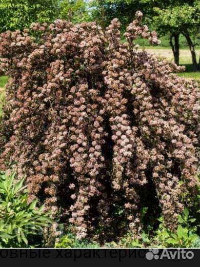 Пузыреплодник калинолистный 