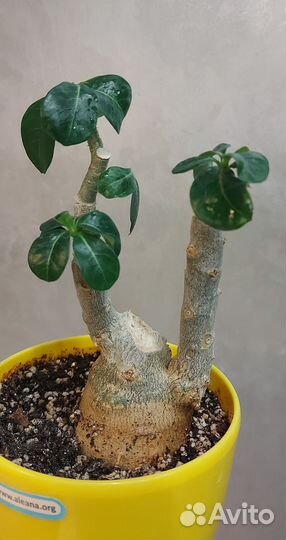 Адениум мини