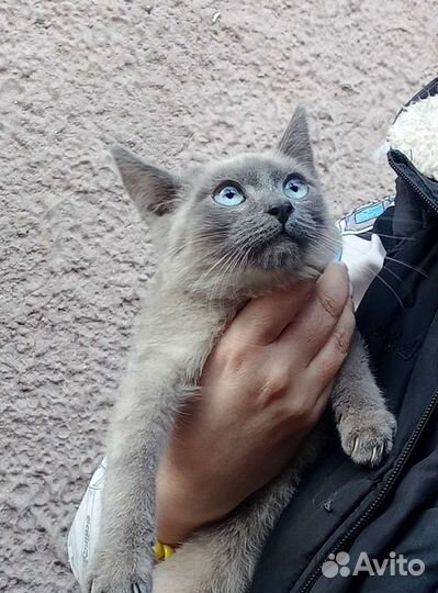 Тайский котик