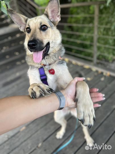 Собака в добрые руки