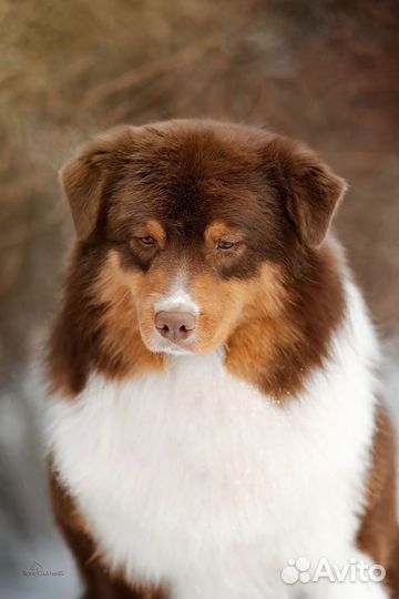 Австралийская овчарка (аусси) щенок