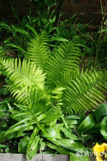 Садовые растения