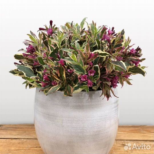 Вейгела цветущая Олл Саммер Монет