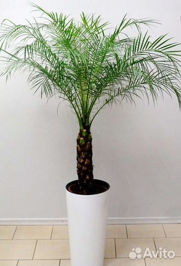 Финиковая пальма в горшке