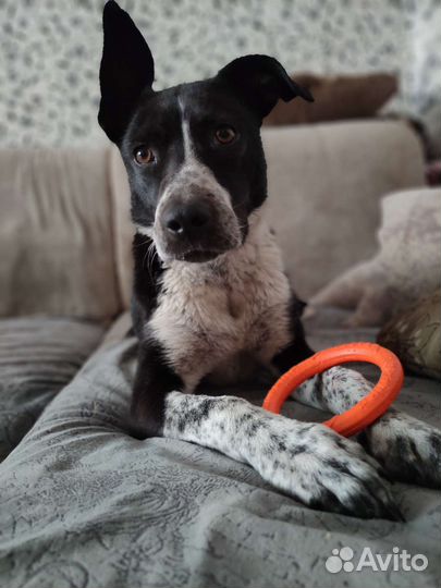 Питбуль Сицилия