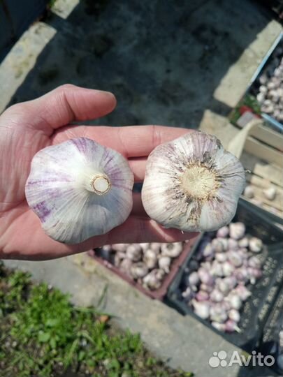 Чеснок озимый любаша