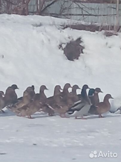 Дикая утка кряква