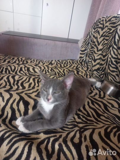 Котик в добрые руки
