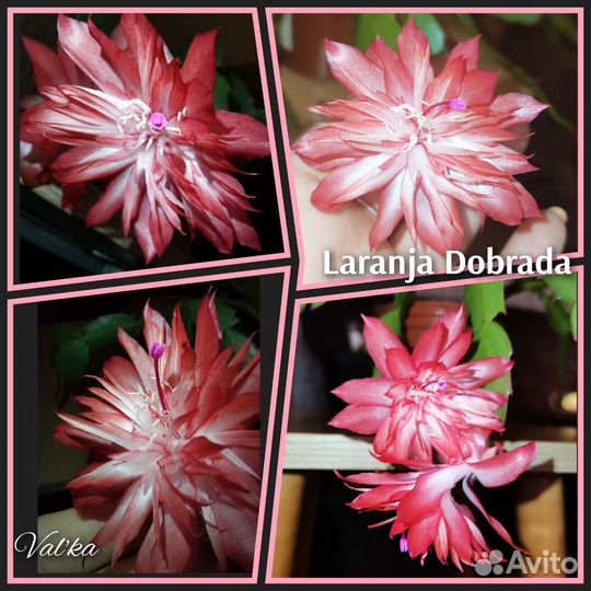 Декабрист шлюмбергера