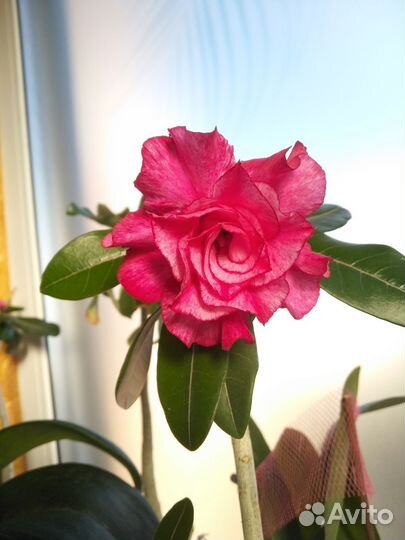 Адениум взрослый