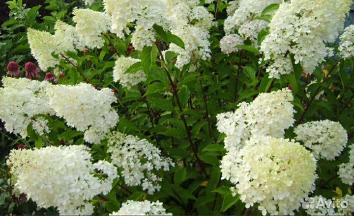 Гортензия Selection