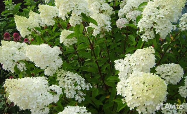Гортензия Selection