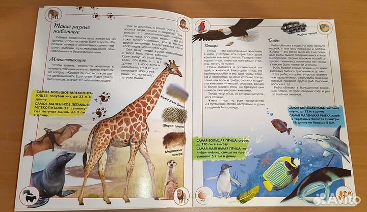 Детская книга с картой и наклейками Животные