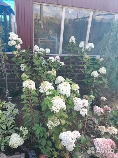 Гортензия метельчатая