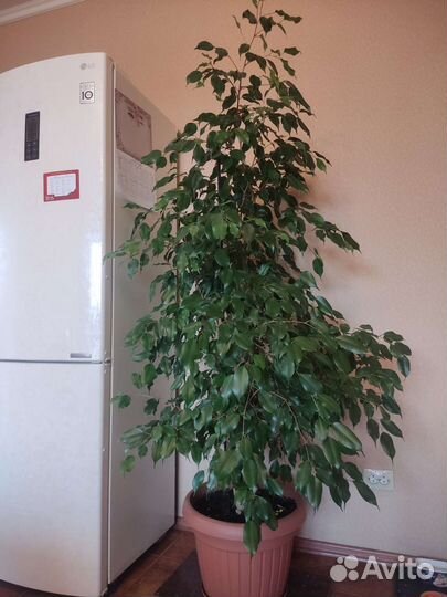 Фикус Бенджамина