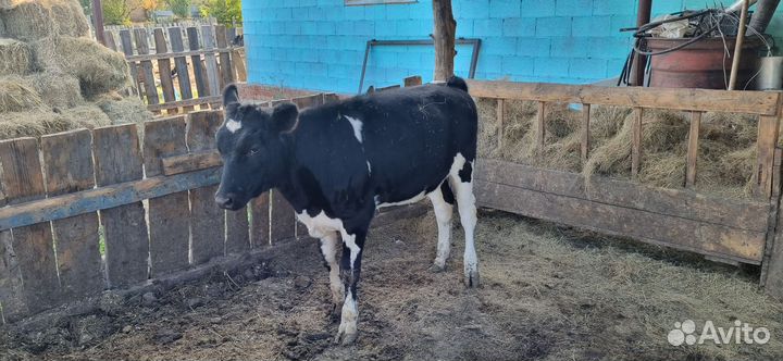 Телята телочки